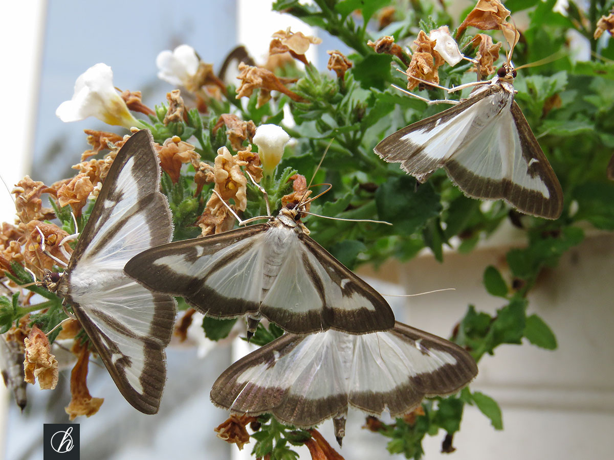 Quel est le prédateur de la pyrale du buis ?