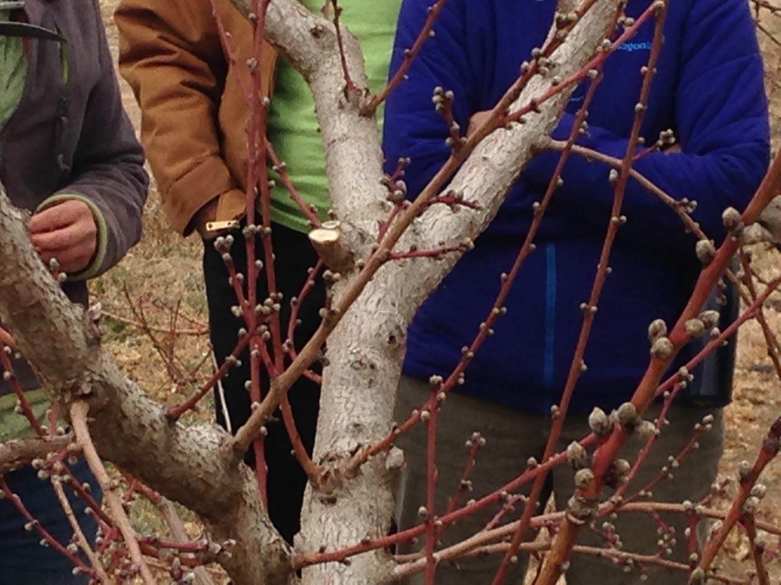 COHorts Dormant Oil and Pruning Fruit Trees