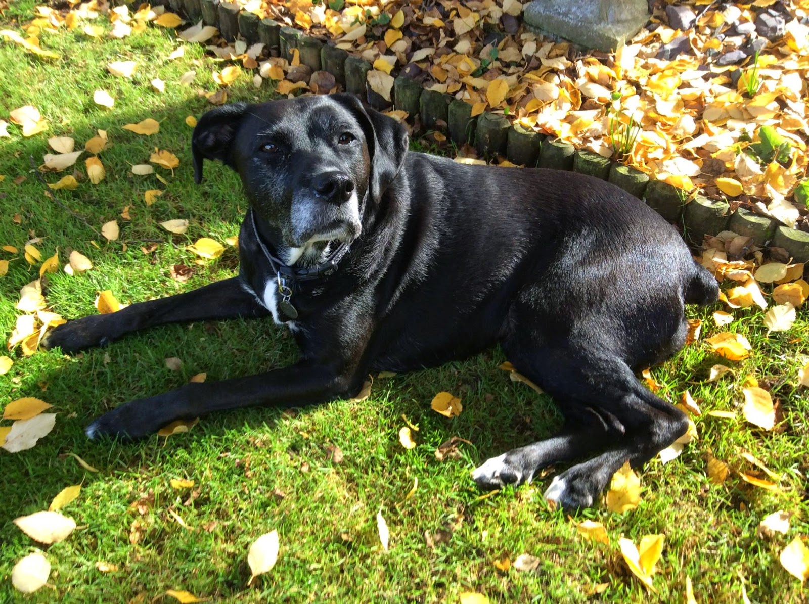 The Dog House Rescue Mollie & Jason A True Fairytale Ending