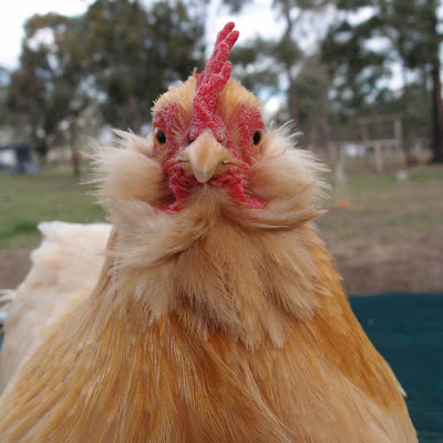 eight acres: all about bantam chickens