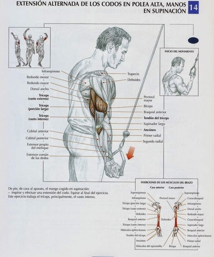Lista 100+ Foto Extensiones De Tríceps A Una Mano Polea Baja Cena Hermosa