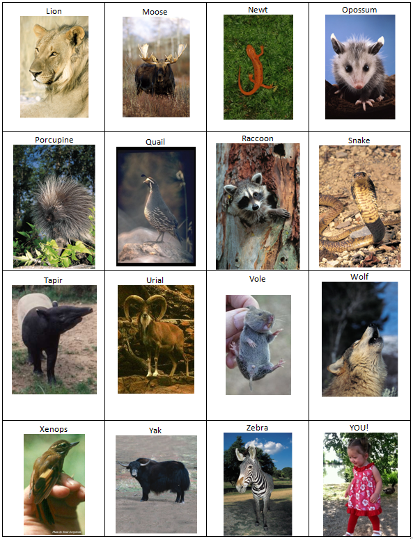 Mommy Magic!: Outdoor Adventures: Animal Tracking by Erin Uda