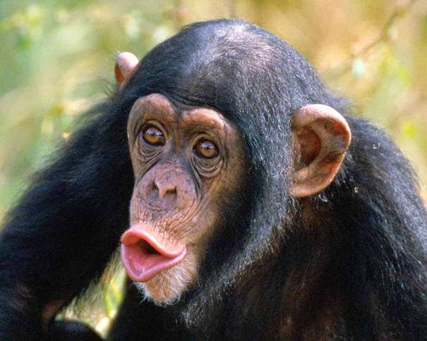 Γορίλες και χιμπατζήδες (πρωτεύοντα)