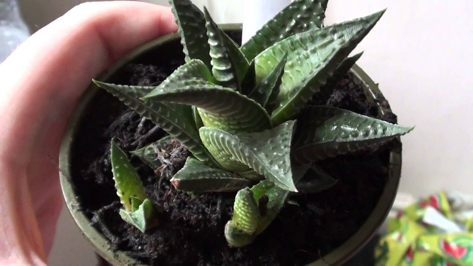 How to propagate Haworthia Commonly called Zebra Plant Succulent