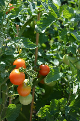 Klasifikasi Dan Morfologi Tomat