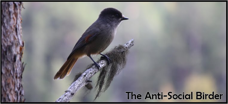 The Anti-Social Birder