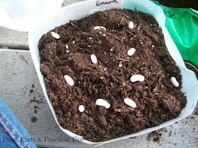 how to plant seeds 