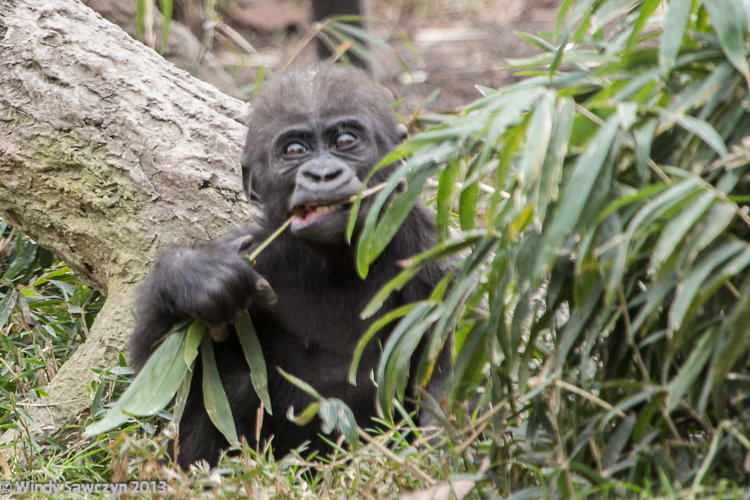 gorilla eats sushi gorilla eats sushi