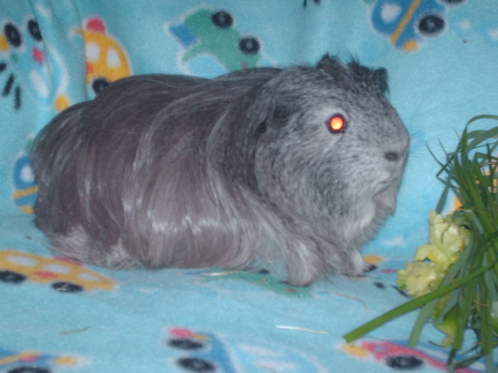 Undercover Guinea Pigs: Calendar 2013 Undercover Guinea Pigs: Calendar 2013