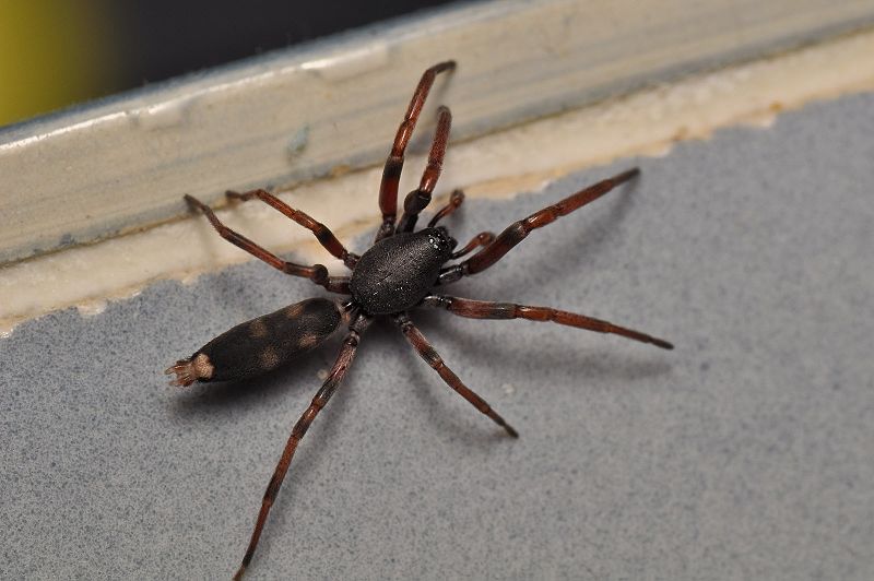 Spider Index Spider Index