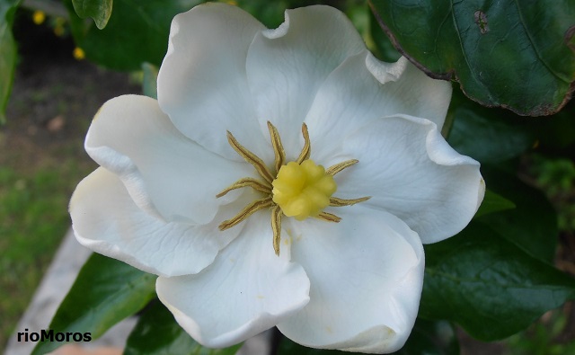 Flor de GARDENIA DEL CABO Gardenia jasminoides 'Kleim's Hardy' 