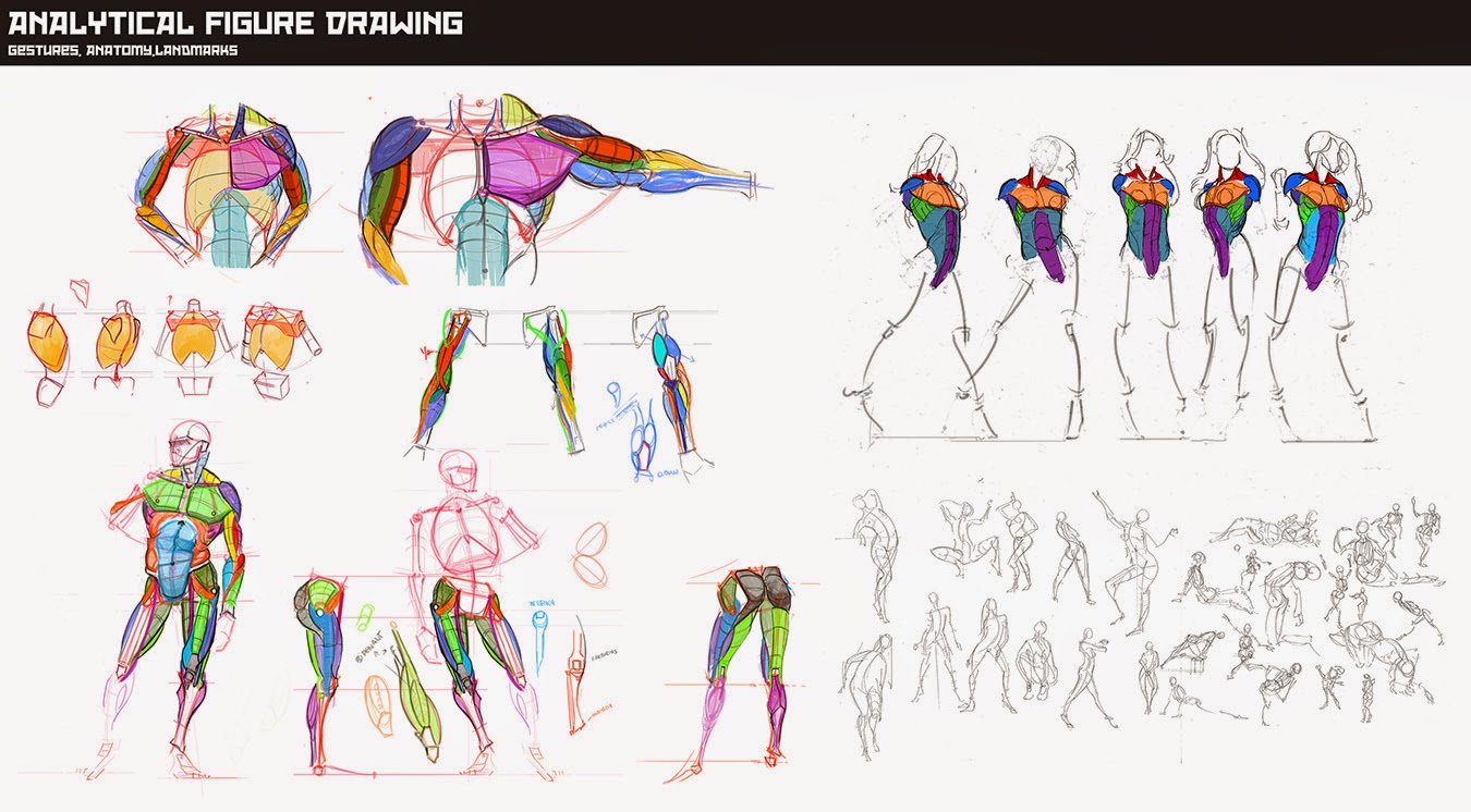 Felix's Art CGMA ANALYTICAL FIGURE DRAWING