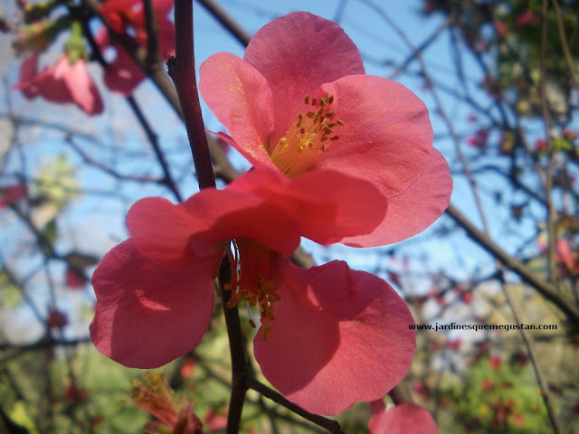 Flor de Membrillero Japonés