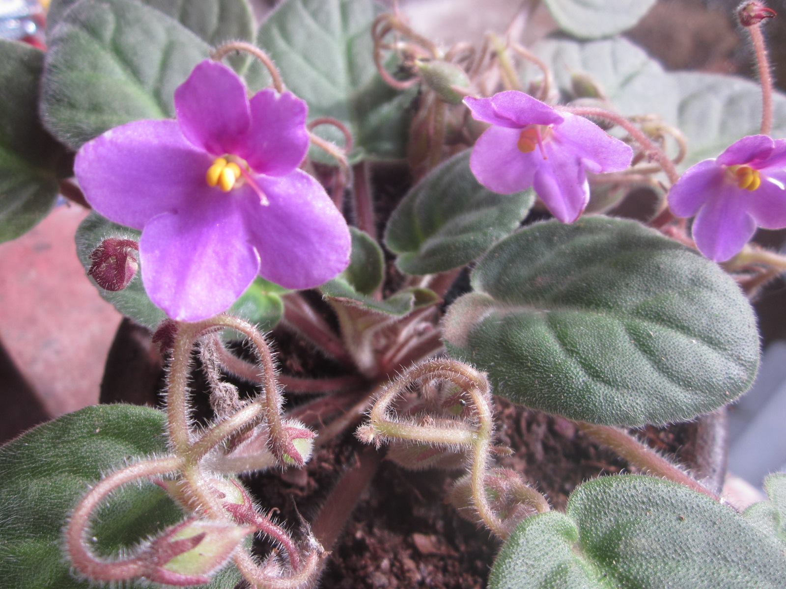 African Violet My Obsession I came across an African Violet with seeds...