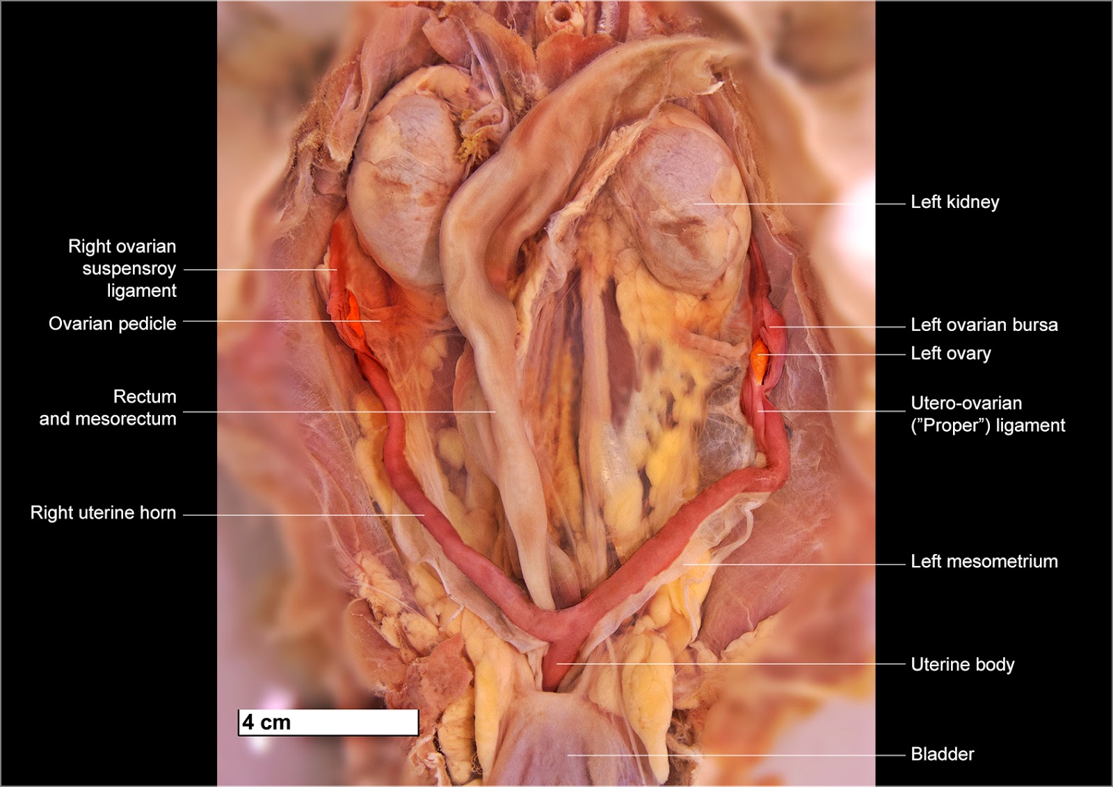 LORI.feline dog body diagram pregnant 