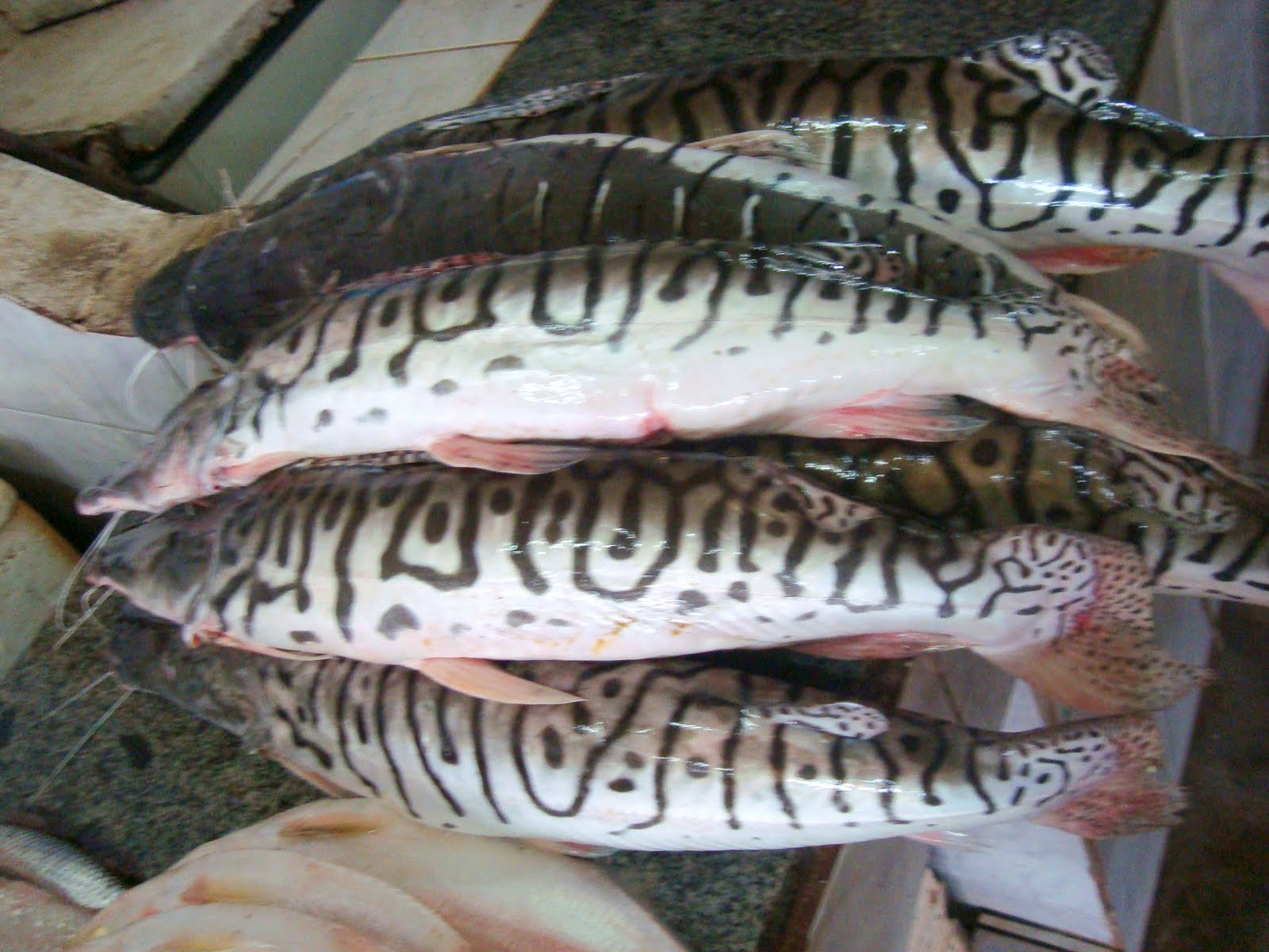 PEIXES DE ÁGUA DOCE, UMA REFEIÇÃO MAIS SAUDÁVEL Jornal Extra Barra Um compromisso com a verdade! PEIXES DE ÁGUA DOCE, UMA REFEIÇÃO MAIS SAUDÁVEL Jornal Extra Barra Um compromisso com a verdade!