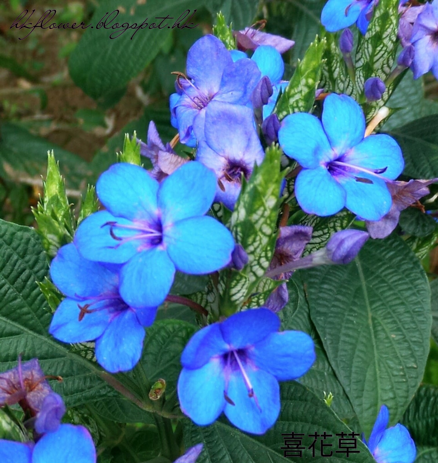 賞花情報 紫藍色的花串 藍花仔