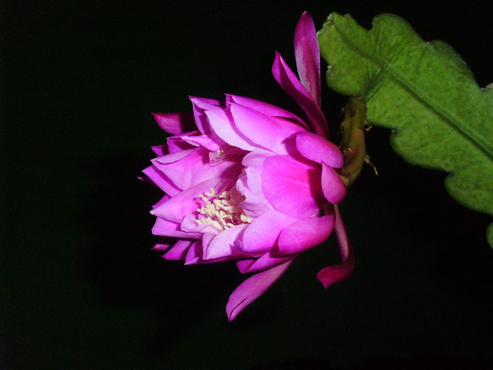 SURGA BUNGA: Wijaya Kusuma Bangkok Merah