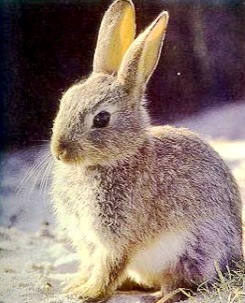 Conejo Foto de un conejo bien despierto