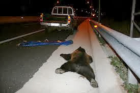 ΚΑΣΤΟΡΙΑ - Νέο ατύχημα με αρκούδα τα ξημερώματα στην Εγνατία κοντά στην EXPOTAN  