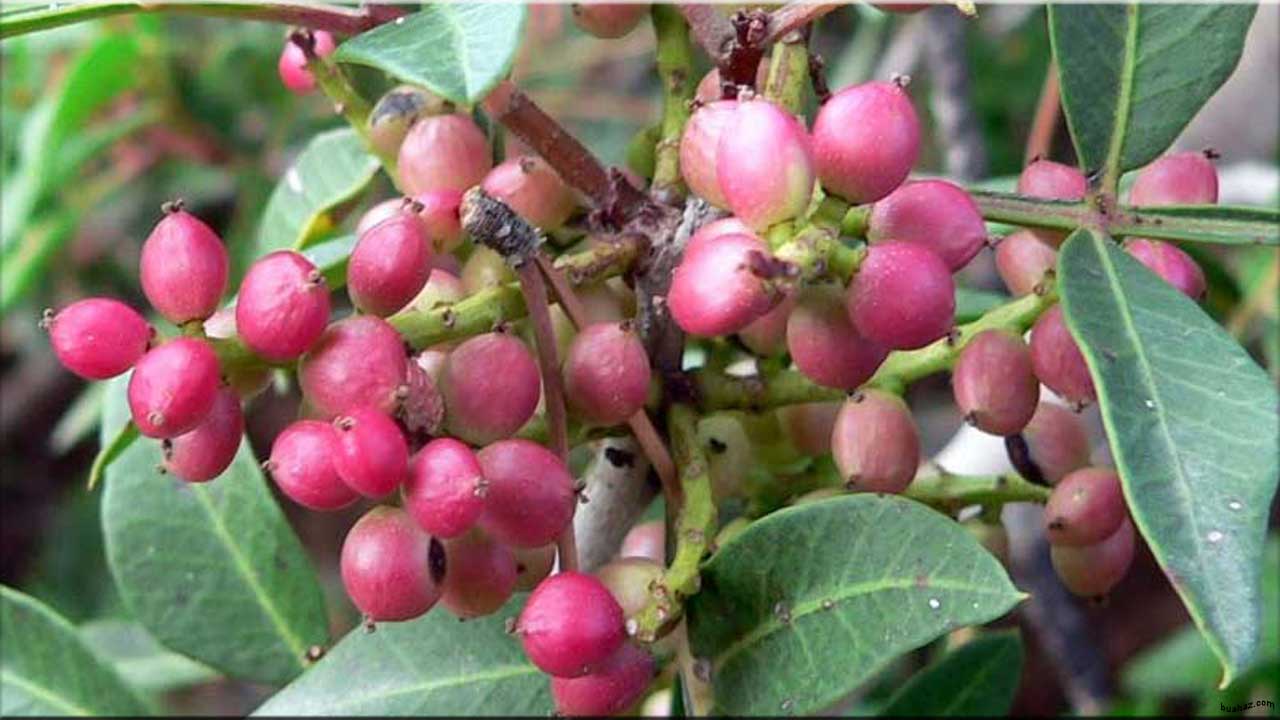 Buah Buahan Dari Huruf A