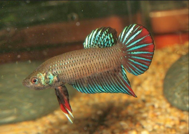 gambar ikan cupang ganas gambar ikan cupang ganas