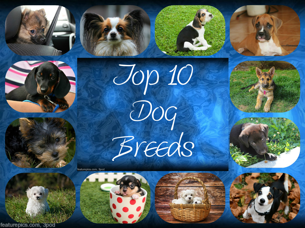 What Are The Top Ten Dog Breeds ? Views and More
