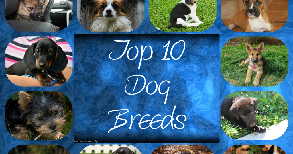 Good Natured Dog Food Reviews Good Natured Dog Food Reviews