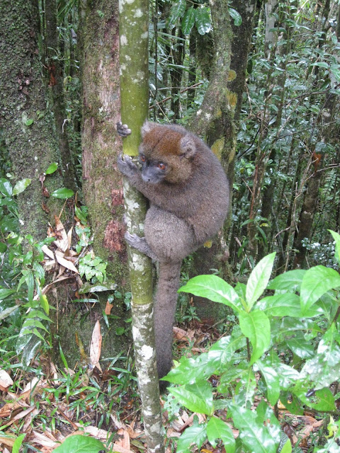 lesser bamboo lemur ranomafana