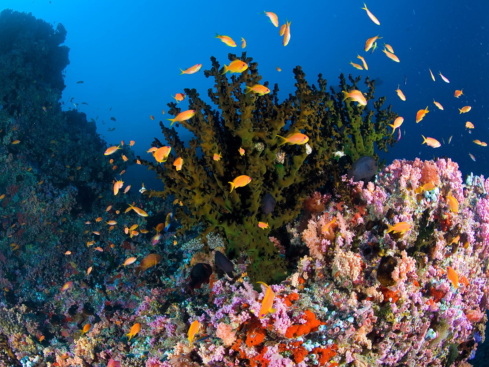 Мир морских глубин. Подводный мир. Подводный пейзаж. Морское дно. Подводный мир кораллы.
