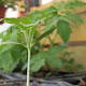 Cultivando con tus manos fácil, rápido y muy económico