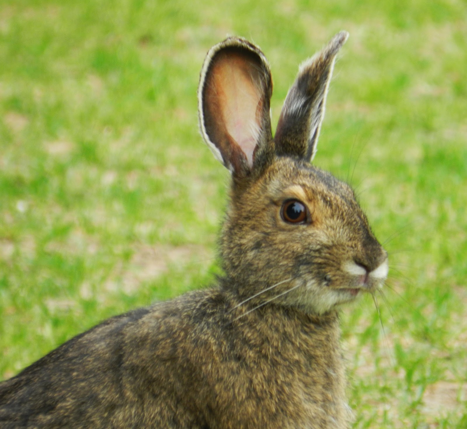 Nature in a Nutshell Lepus americanus