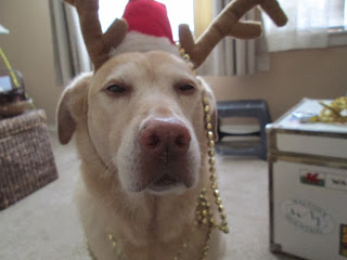 dog with antlers