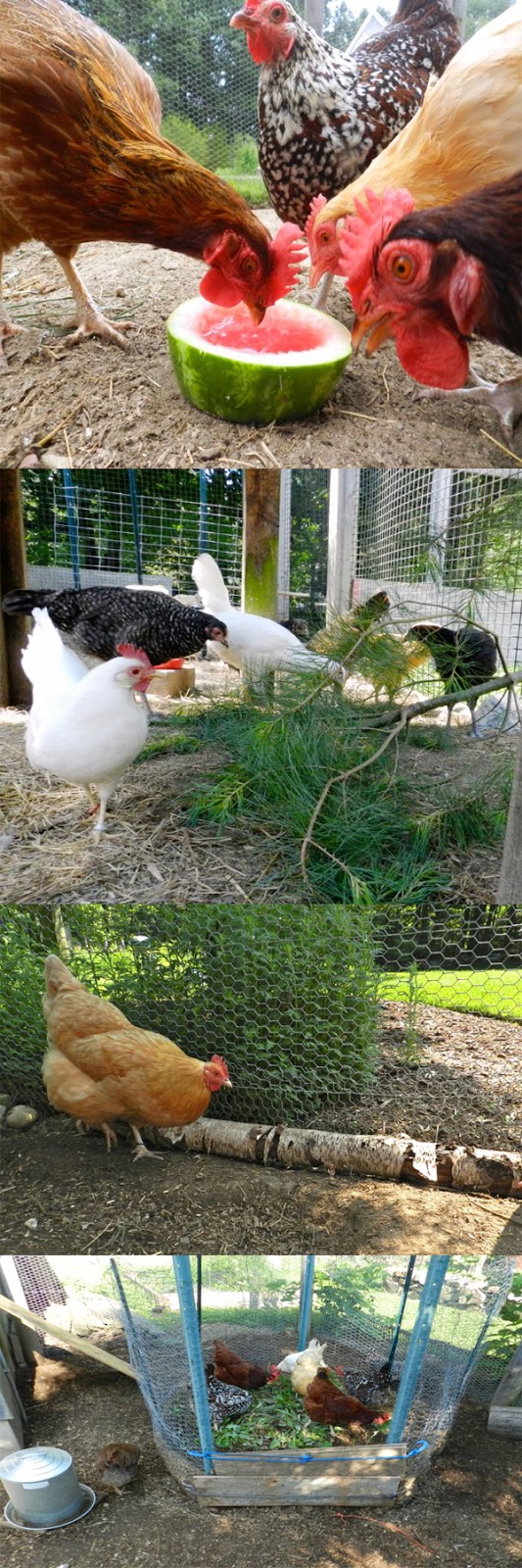 G 4 Gardening How to keep chickens happy in the winter