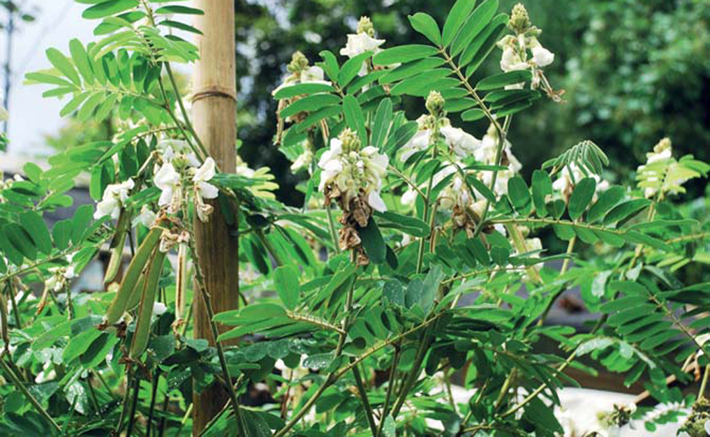 Kreasi Usaha Manfaat Tanaman Kacang Babi Tephrosia Vogelii Sebagai Pestisida Nabati Garda Remaja