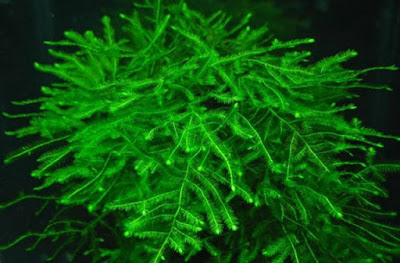 Tanaman Aquascape Tanpa CO2 Tanaman Aquascape Tanpa CO2