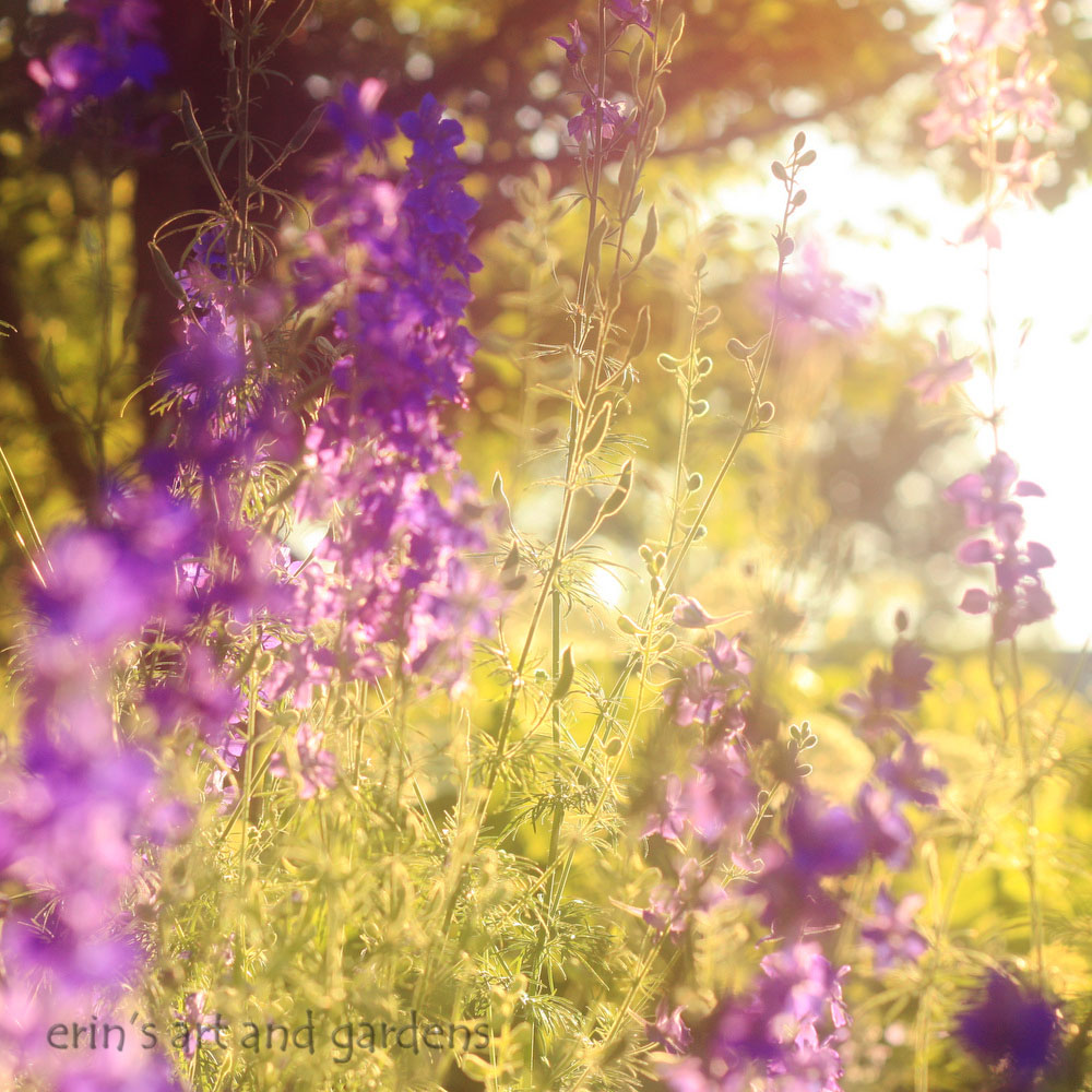 erin's art and gardens light through the larkspur