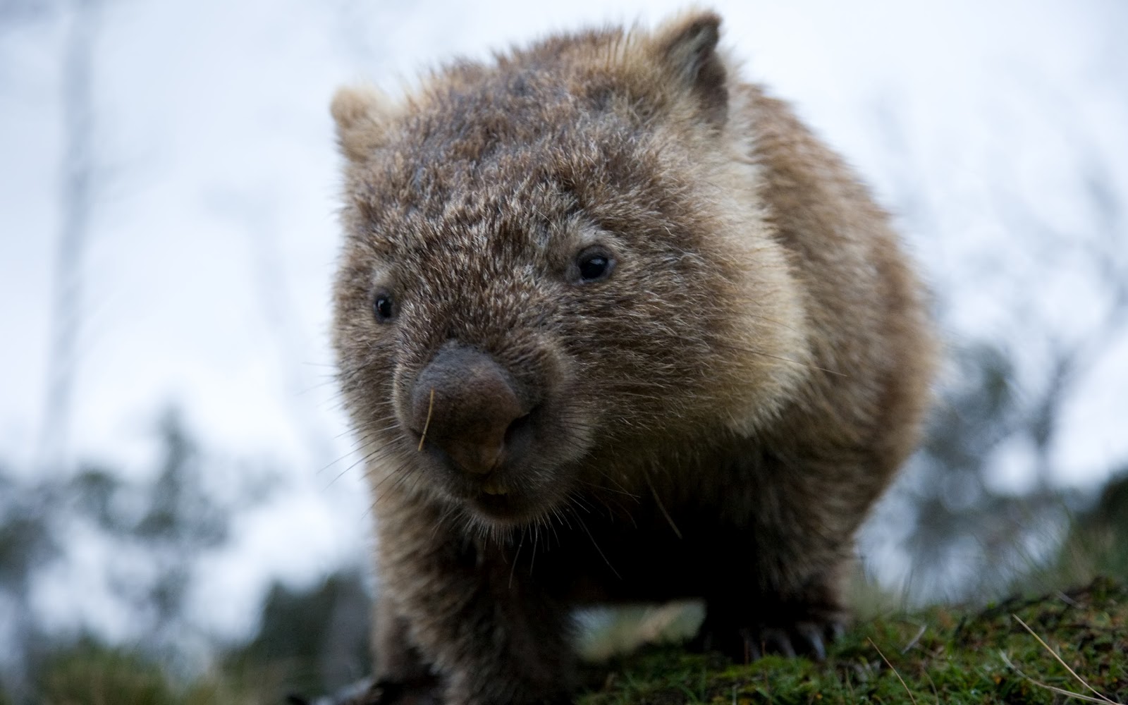 Wombat Wallpapers & Images
