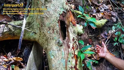 Gambar pokok sarang kelulut dibongkar oleh beruang di Taman Negara Kuala Tahan di Malaysia