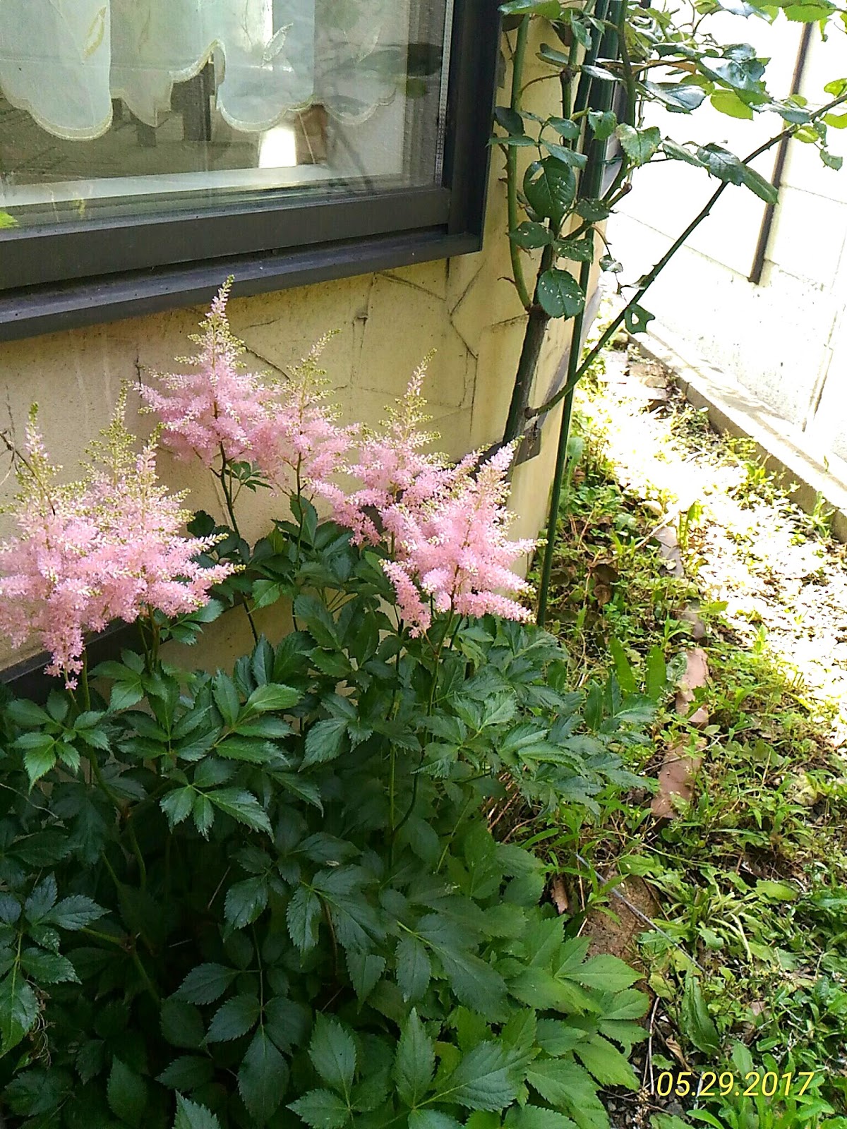 わが家の庭から 126 ピンクのアスチルベ シェードガーデン向きの花