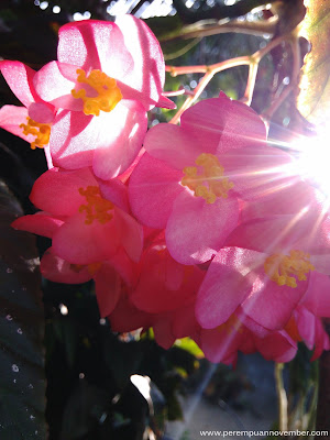bunga-bunga indah hasil jepretan fotographer amatir