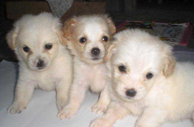Cute Puppy Dogs brown maltese puppy