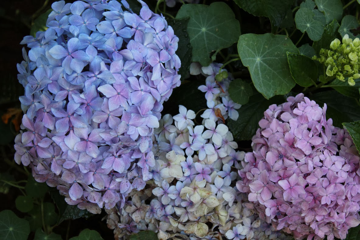 Gardening in Africa A change in scenery