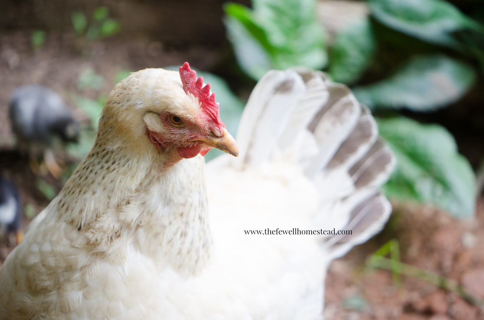 White hen with red comb standing in a garden | Chicken Bare Back Causes