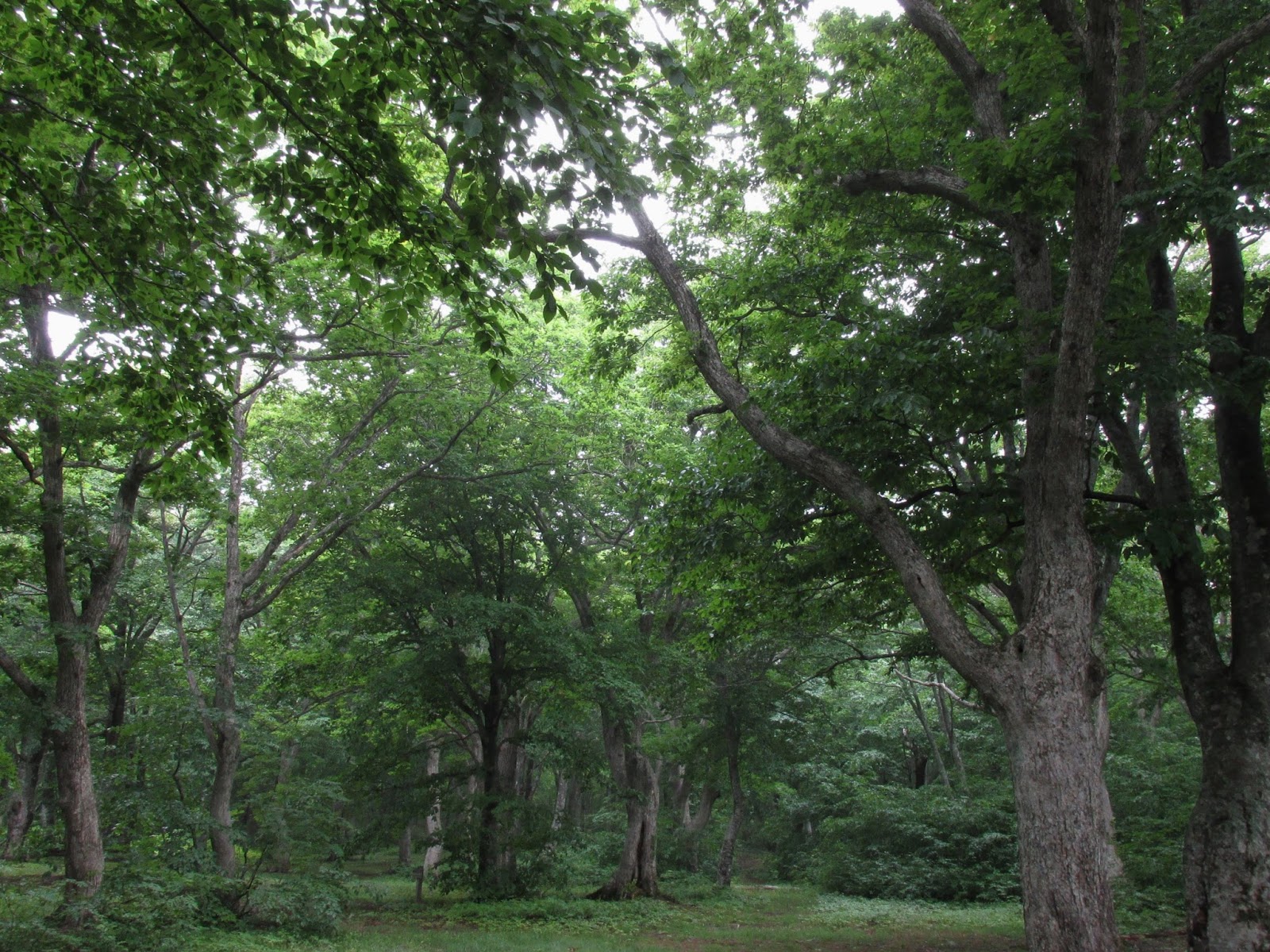 箒場便り 鬱蒼とした森