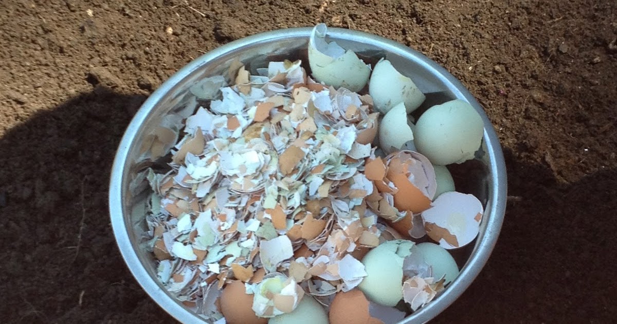 Tomatoes on Eggshells