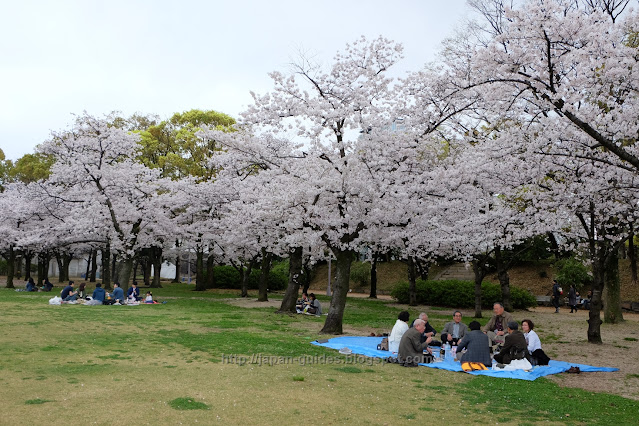 ซากุระ Hanami Osaka Castle