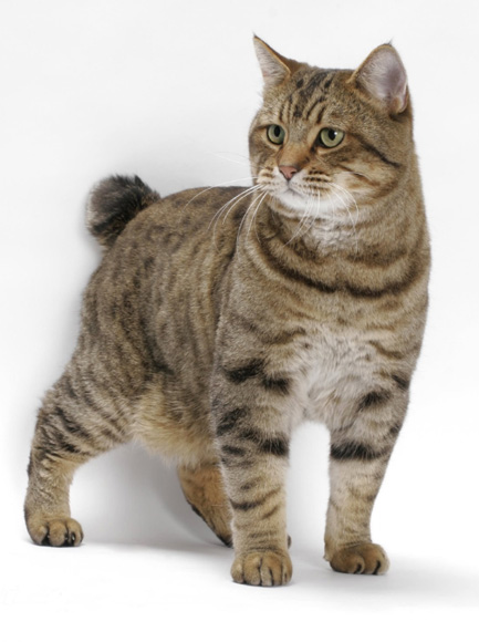 American Bobtail cats/kittens American Bobtail cats/kittens