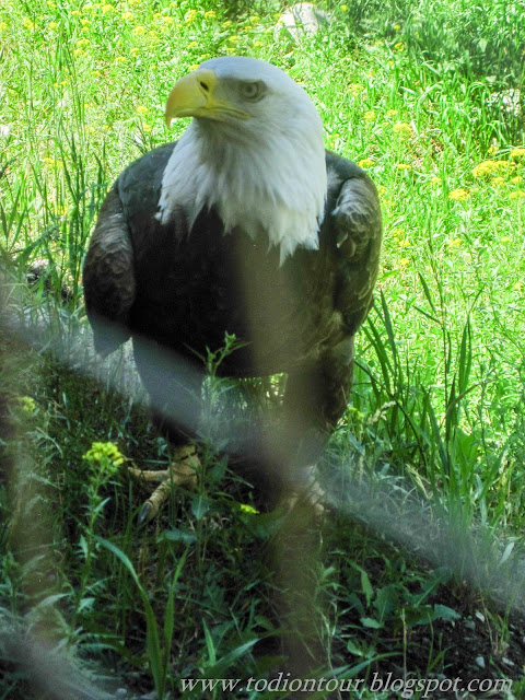 Bald eagle in Wildlife Park Kamloops