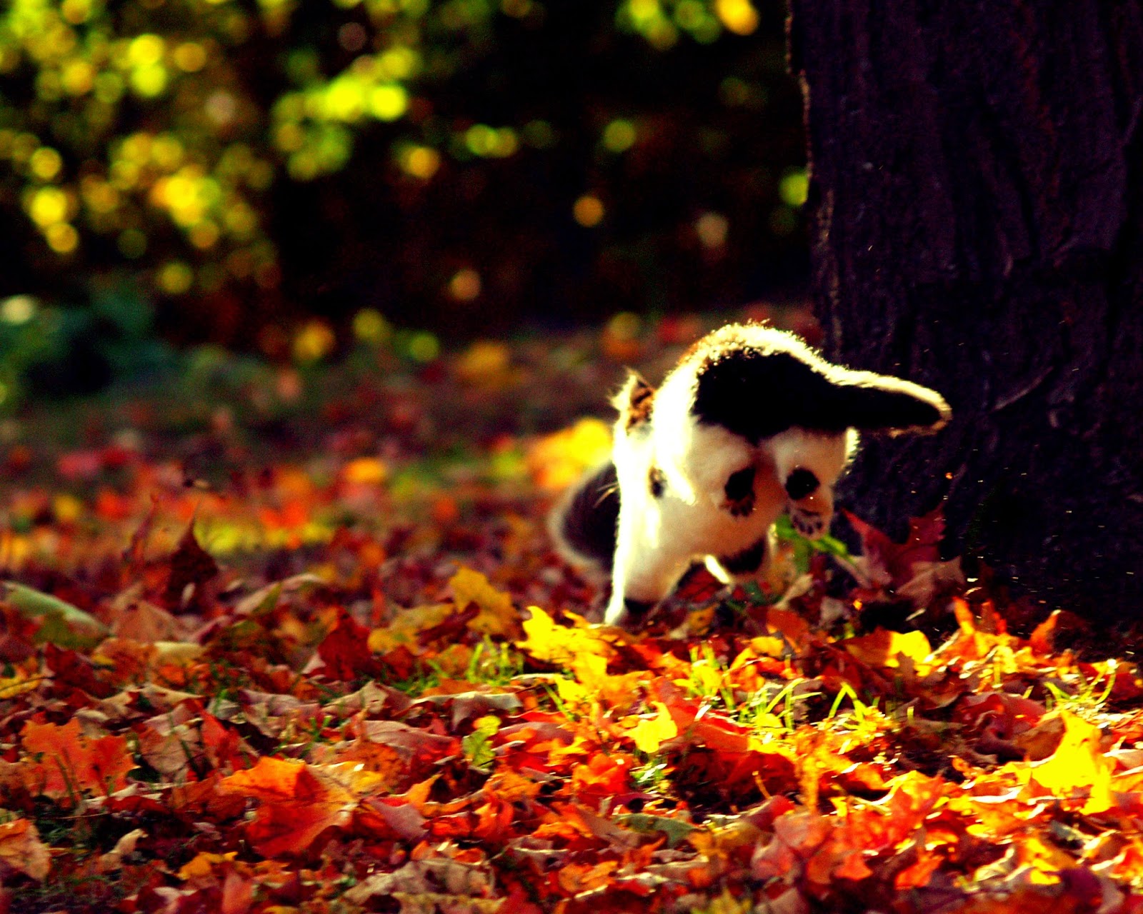 The Cat Knows Best Kittens, Leaves, and Life Lessons